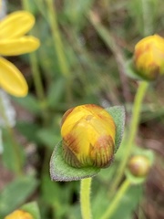 Calea uniflora