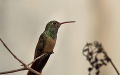 Amazilia yucatanensis