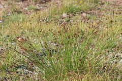 Juncus drummondii