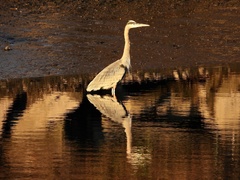 Ardea herodias