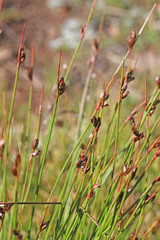 Juncus drummondii