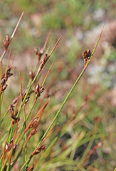 Juncus drummondii