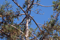 Melanerpes formicivorus