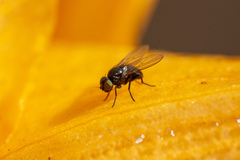 Diptera
