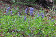 Lupinus argenteus rubricaulis