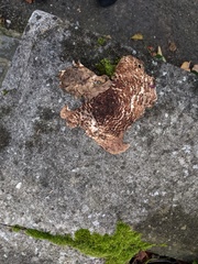 Lepiota brunneoincarnata