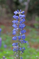 Lupinus argenteus rubricaulis
