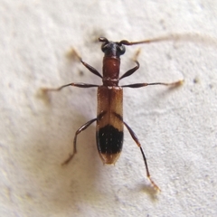 Minibidion minimum