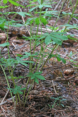 Lupinus argenteus rubricaulis