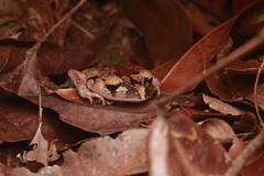 Leptobrachium