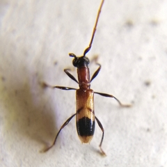Minibidion minimum