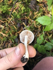 Hebeloma incarnatulum