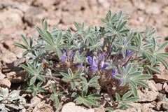 Lupinus lepidus utahensis