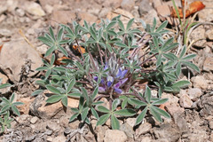 Lupinus lepidus utahensis