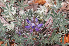 Lupinus lepidus utahensis