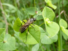 Tenthredo solitaria