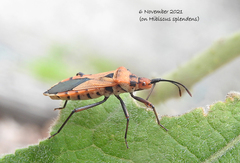 Aulacosternum nigrorubrum