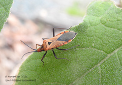 Aulacosternum nigrorubrum