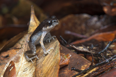 Leptobrachella gracilis