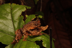 Ingerophrynus divergens