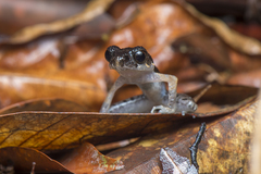 Leptobrachella gracilis