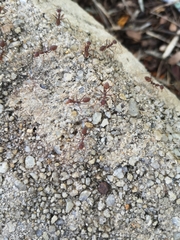 Oecophylla smaragdina