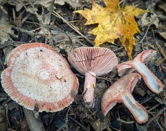 Lactarius subpurpureus