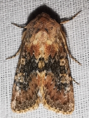 Polymixis argillaceago