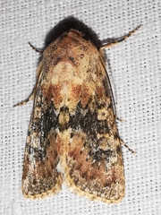 Polymixis argillaceago