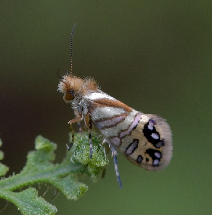 Sabatinca doroxena