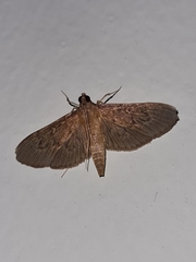 Hymenoptychis sordida