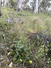 Eryngium pinnatifidum