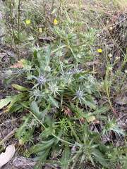 Eryngium pinnatifidum