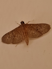 Hymenoptychis sordida