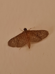 Hymenoptychis sordida