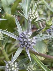 Eryngium pinnatifidum