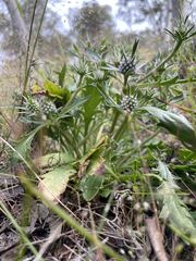 Eryngium pinnatifidum