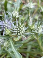 Eryngium pinnatifidum