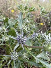 Eryngium pinnatifidum
