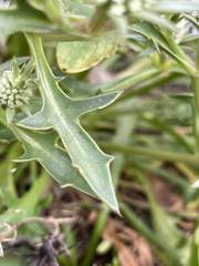 Eryngium pinnatifidum