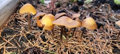 Mycena aurantiomarginata