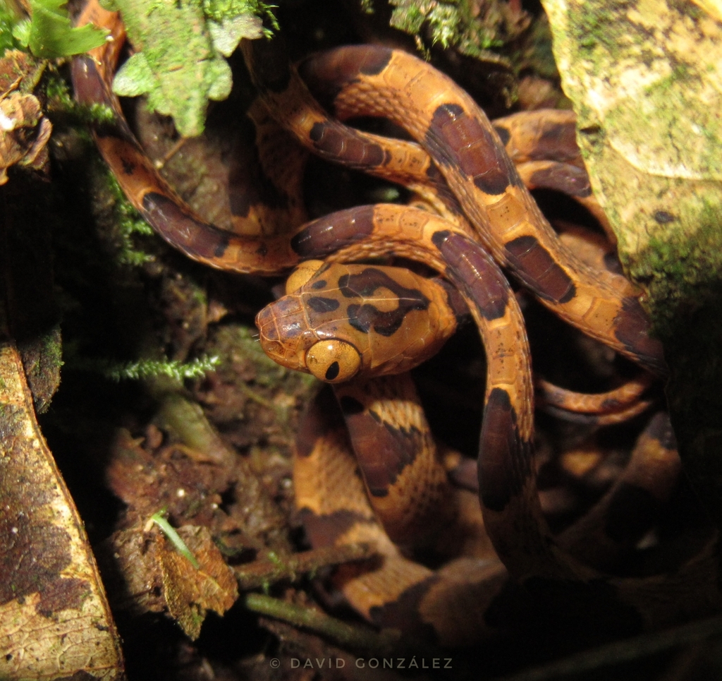 Amazon Basin Tree Snake