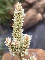 Persicaria acuminata