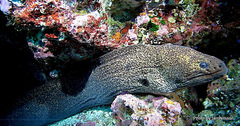Gymnothorax porphyreus