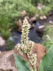 Persicaria acuminata