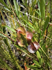 Dodonaea viscosa cuneata