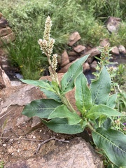 Persicaria acuminata