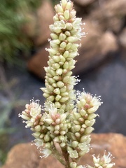 Persicaria acuminata