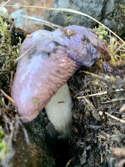 Cortinarius salor