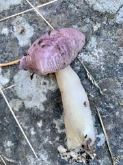 Cortinarius salor